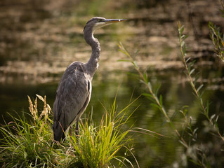 HERON