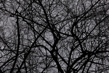silhouette dead tree and branches in the spooky forest at scary night. nature and halloween horror background