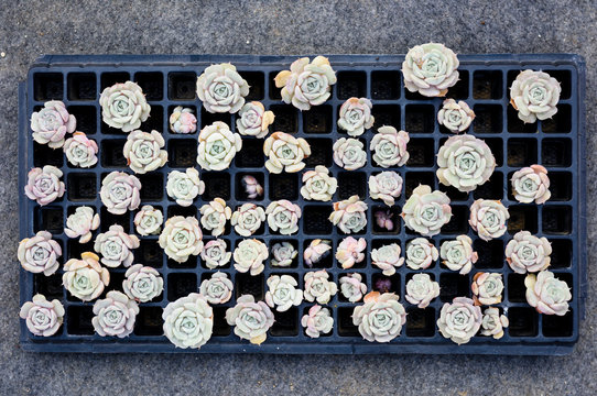 Fresh rosette succulent plant are waiting to replant