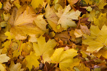 Colorful autumn fallen leaves background. Flat lay 