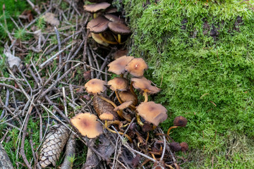 Mushroom growing in the forest on a tree stomp