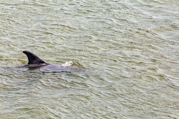 Naklejka premium Dolphin in water