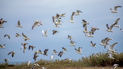 flying sea birds seagull and beachs in France