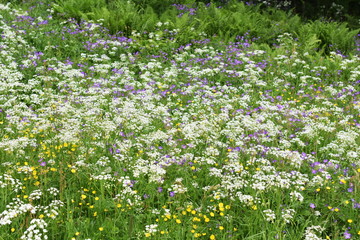 Fototapeta premium Large field of beefriendly wild flowers in different colors