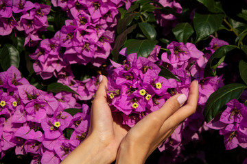 Fototapeta na wymiar Female hands with purple bougainvillea flowers