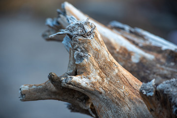tree root close up