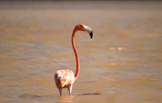 Pink flamingo in brown-orange waters