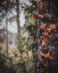 autumn leaves on tree