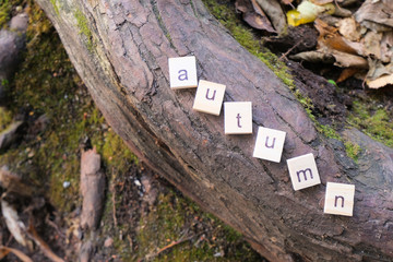 Inscription autumn on wood background. Flat lay close up