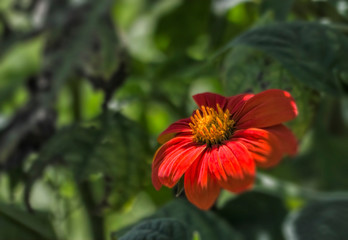 Red and Orange Flower