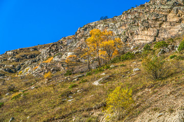 Fototapeta na wymiar North Ossetia. Mountain peaks in the fall. Orange tree crowns. Falling foliage.