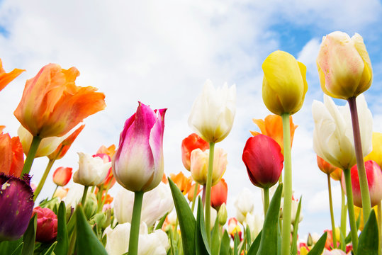 Colorful tulips bloom in spring under cloudy blue low-angle shot