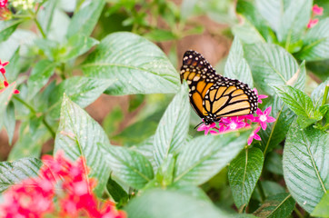 Fototapeta na wymiar Monarch, a beautiful orange and black butterfly (Danaus plexippus)