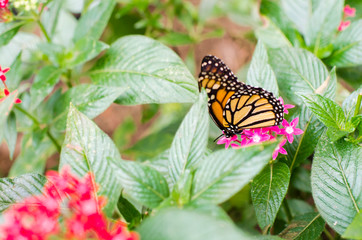 Monarch, a beautiful orange and black butterfly (Danaus plexippus)