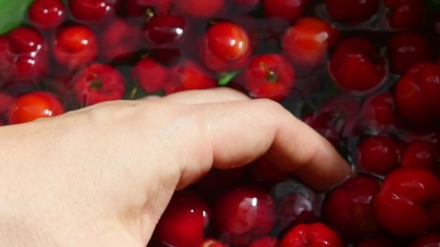 Picking red cherry. Tropical fruit acerola berry, organic, healthy food