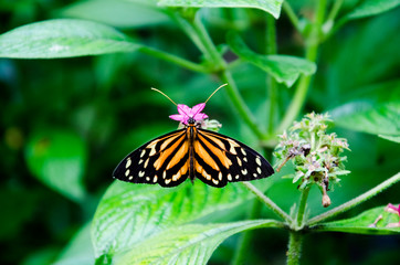 Orange and black striped butterfly with pink flower, Tithorea harmonia, Harmonia tiger-wing or Harmonia tiger