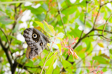 Owl butterfly (Caligo), in a Colombian garden