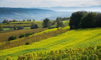 Obraz premium Weinberge oberhalb von Ettenheim im Herbst
