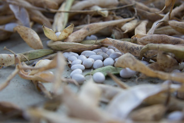 Beans with pods in a farm