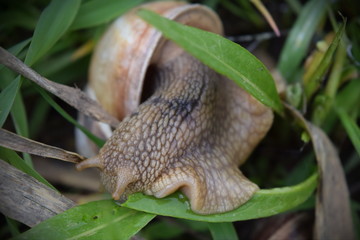 Photo of the snail in the grass