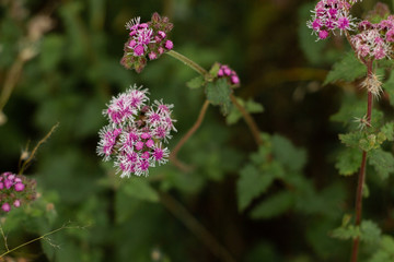 Beautiful purple flowers with white pistils and some green leaves in Chapada Diamantina area, the interior of Bahia, northeast of Brazil