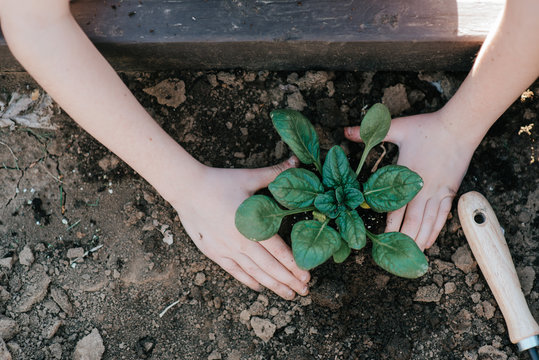 Gardening