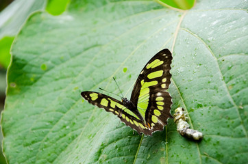 Malachite butterfly (Siproeta stelenes) on a big green leaf