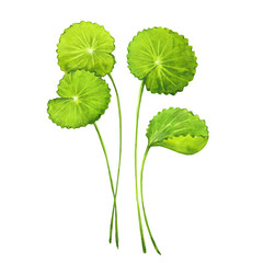 watercolor Gotu-kola leaves