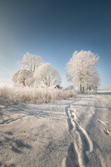 white winter cold frost day