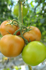 A branch of tomato