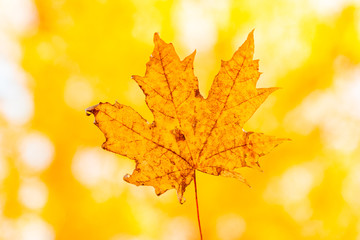 yellow maple autumn leaf on a yellow background