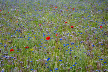 Blumenwiese im Spätsommer