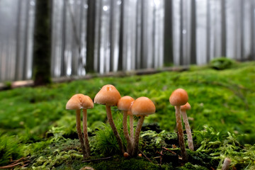 Reihe Schwefelköpfe 