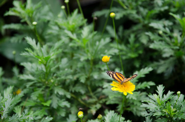 Tropical butterfly: Isabella's longwing / Isabella's heliconian (Eueides Isabella)