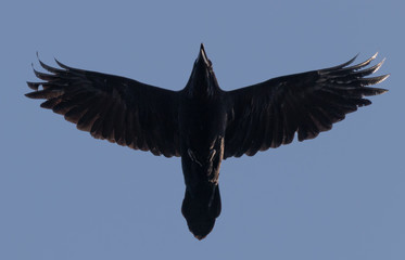 Beautiful portrait of a common raven (corvus corax) seen from below