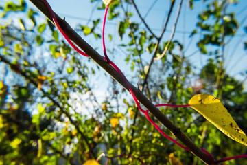 Vine Around Branch