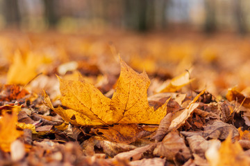 Yellow maple autumn leaf on the ground. Close up.