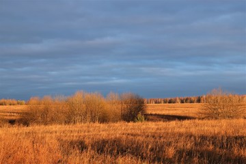 Fototapeta premium Beautiful autumn landscape: golden field, high gray-blue sky.