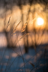 Obraz premium cold sunset, and branches