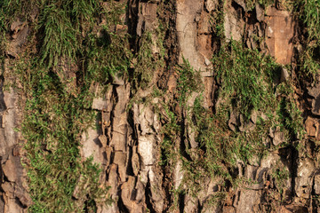 Green moss on the tree trunk. Tree bark close up.