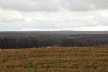 Gloomy autumn landscape: cloudy weather, mixed forest with bare trees in the distance.