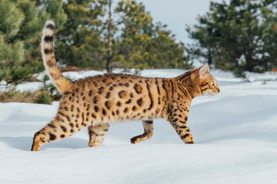 Bengal cat in wilderness