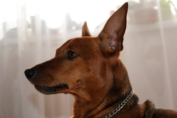 miniature pinscher portrait