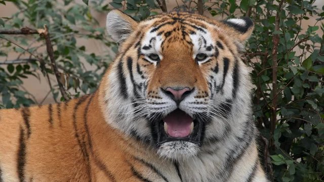 Siberian tiger (Panthera tigris altaica) tigress portrait