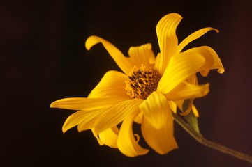 Obraz premium Background with wildflower - wilted flowers of jerusalem artichoke (Helianthus tuberosus) 