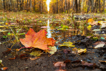 yellow maple leaf on a background of an autumn park reflected in water