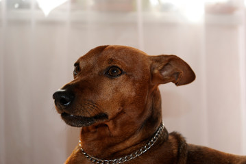 miniature pinscher portrait