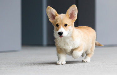 welsh corgi puppy on a city street