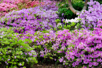 Purple azaleas in city botanical garden