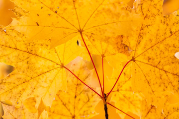 some yellow maple autumn leaves on a tree branch